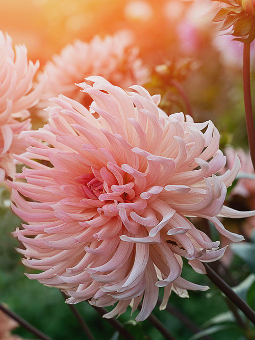 Dahlia Preference