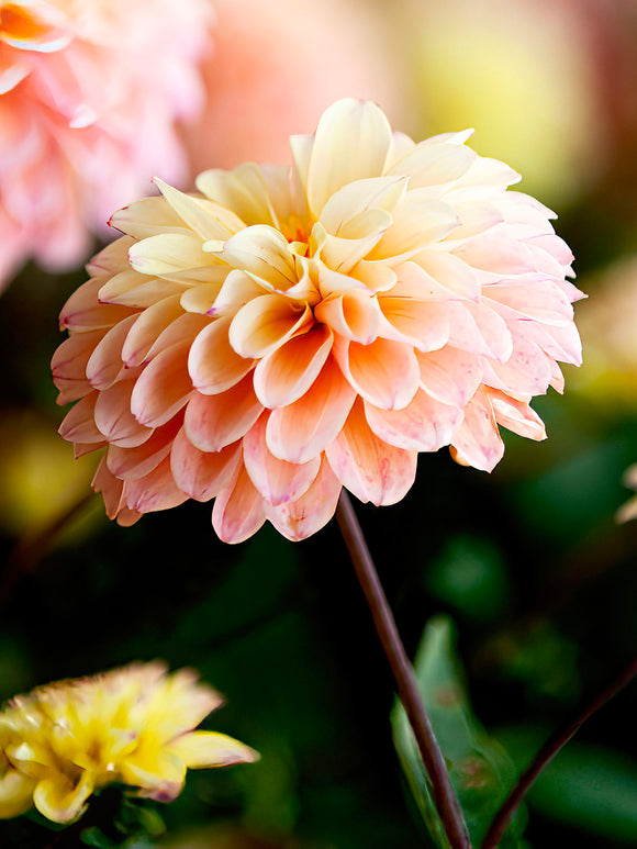 Dahlia Princesse Elisabeth