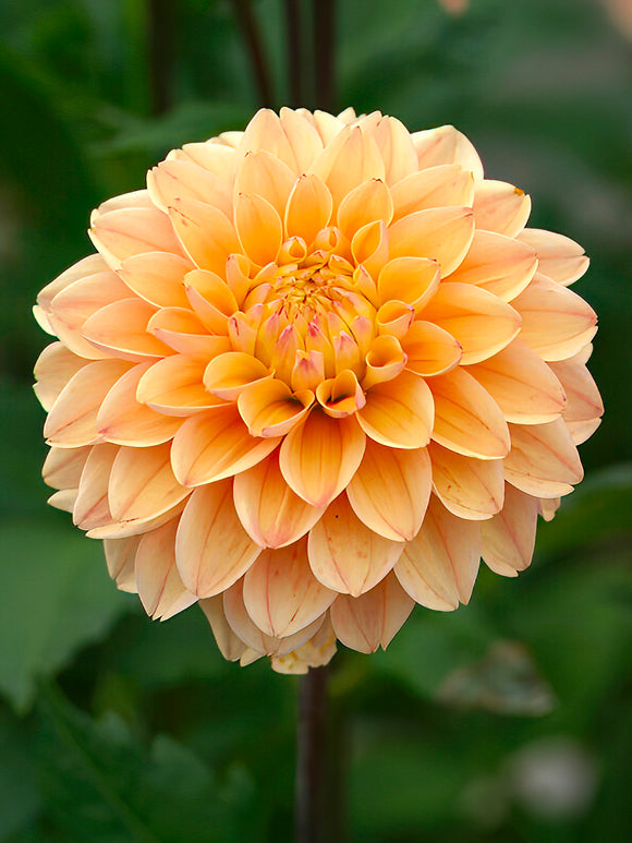 Dahlia Princesse Elisabeth