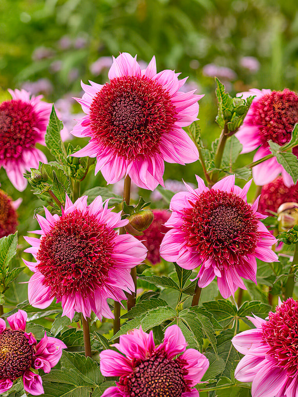 Dahlia Raspberry Puff