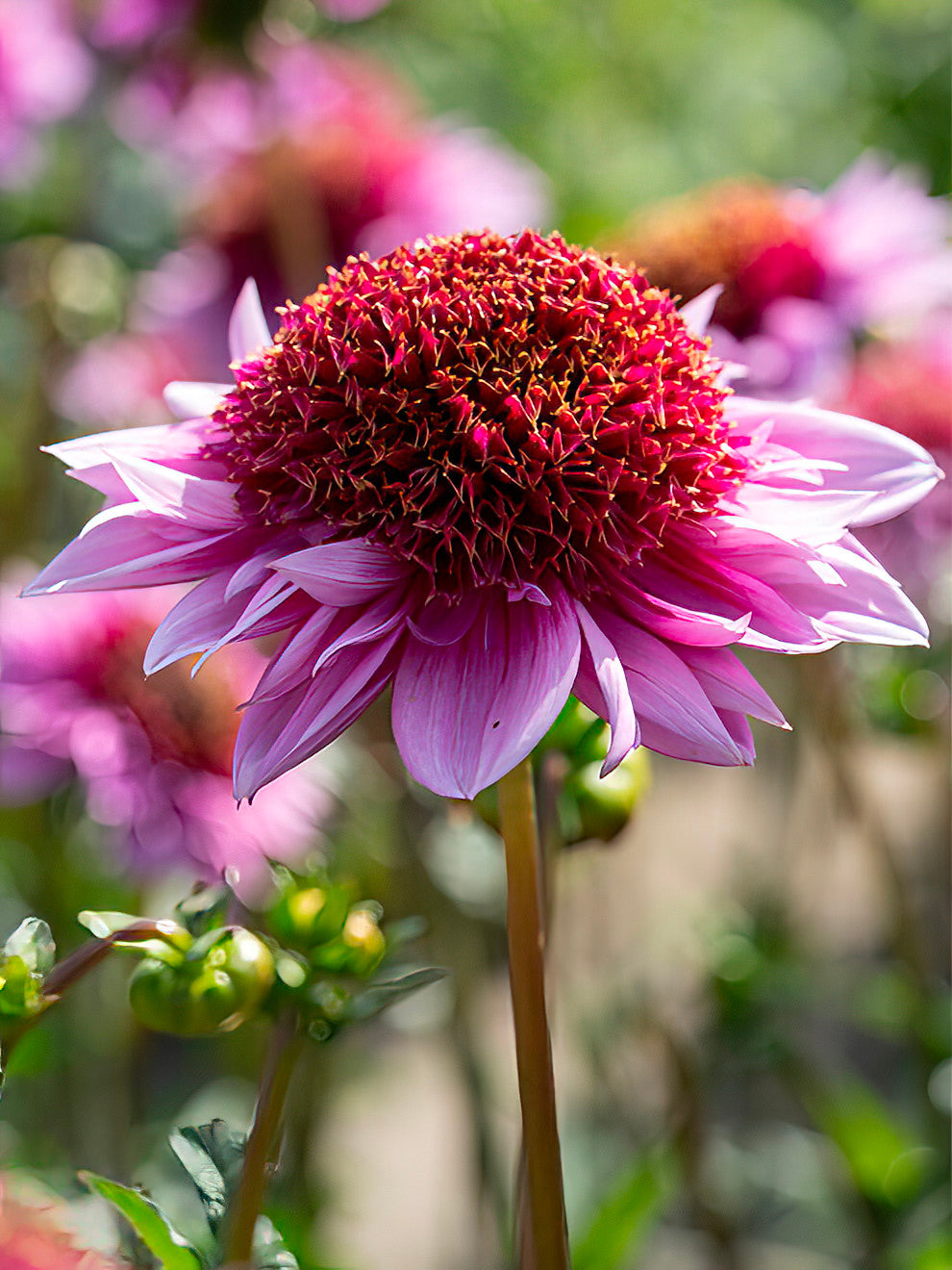 Dahlia Raspberry Puff Dahlia Raspberry Puff | Buy online at DutchGrown™