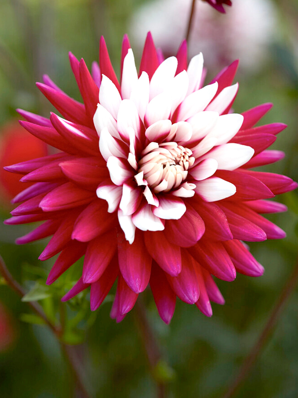 rebecca's garden seeds Dahlia Rebecca's World | Dahlia Tubers