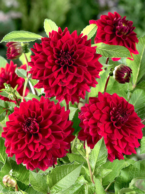 Dahlia Red Runner