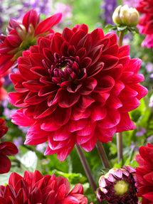 Dahlia Red Runner