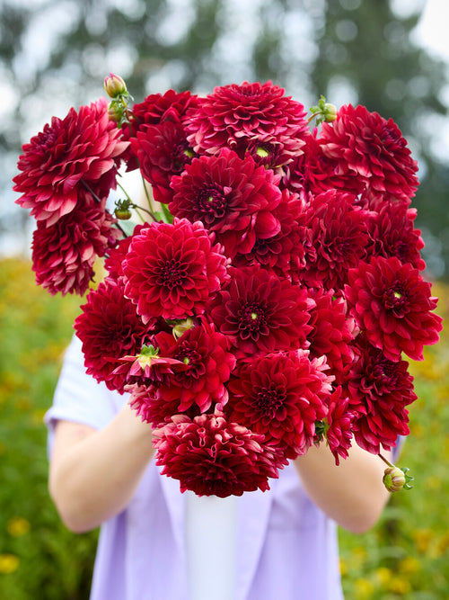 Dahlia Red Runner