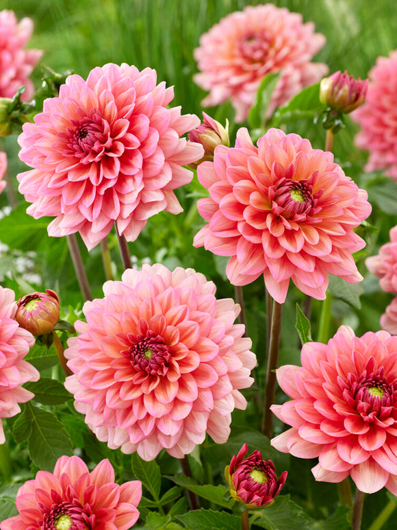 Dahlia Salmon Runner