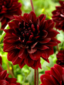 Dahlia Sam Hopkins