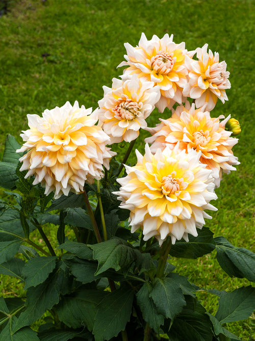 Dahlia Seattle