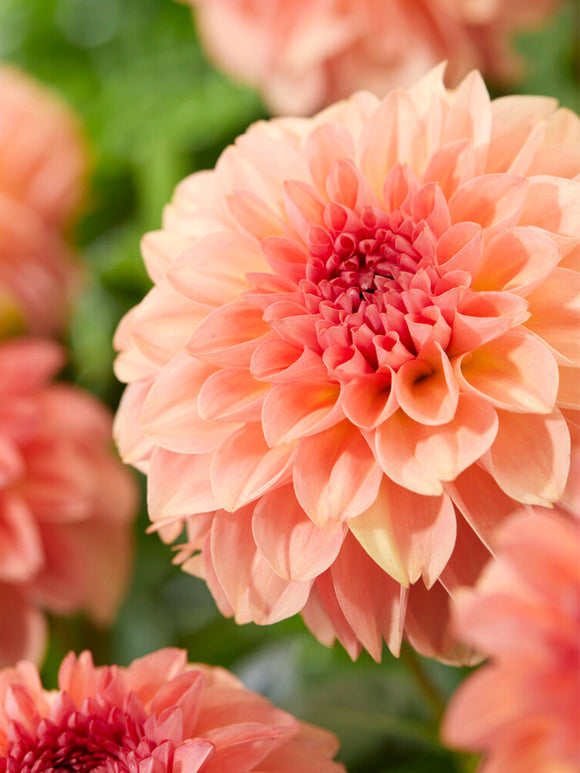 Buy Dahlia Sebastian Tubers