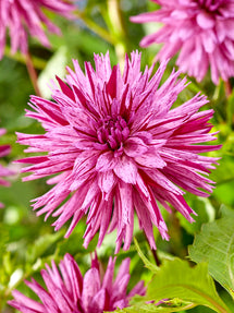 Dahlia Striped Ambition