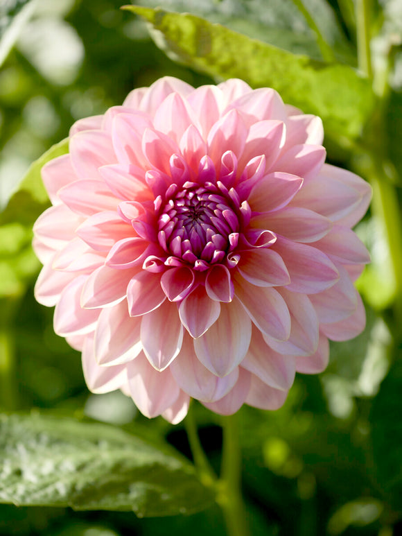 Dahlia Sturm Sweet Maria