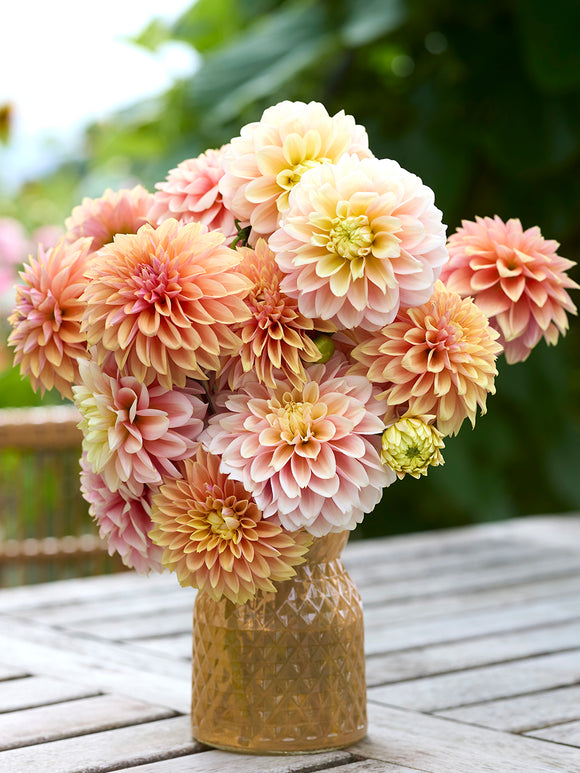 Dahlia Sunrise Serenade Collection