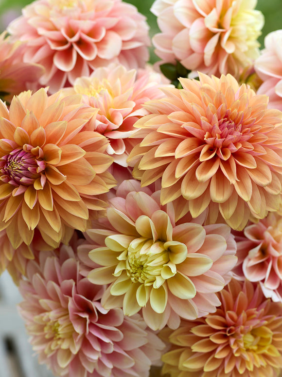 Dahlia Sunrise Serenade Collection
