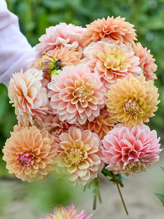 Dahlia Sunrise Serenade Collection