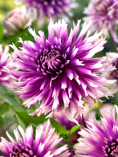 Dahlia Table Dancer | Dahlia Tubers | DutchGrown™