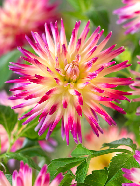 Dahlia Tahiti Sunrise