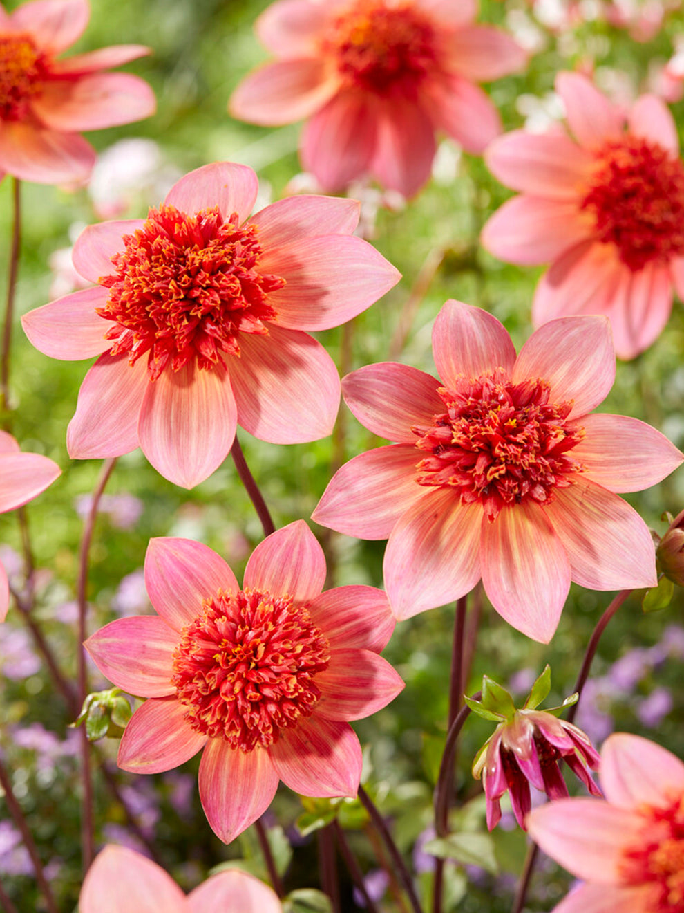 Dahlia Totally Tangerine Order Online At DutchGrown dahlia-totally-tangerine-order-online-at-dutchgrown