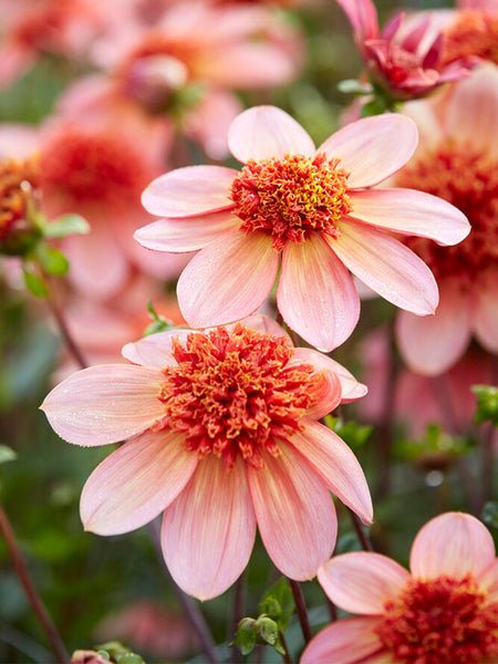 dahlia totally tangerine seeds Dahlia Totally Tangerine