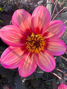 Dahlia Tricolore