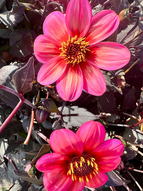  Dahlia Tricolore Tubers