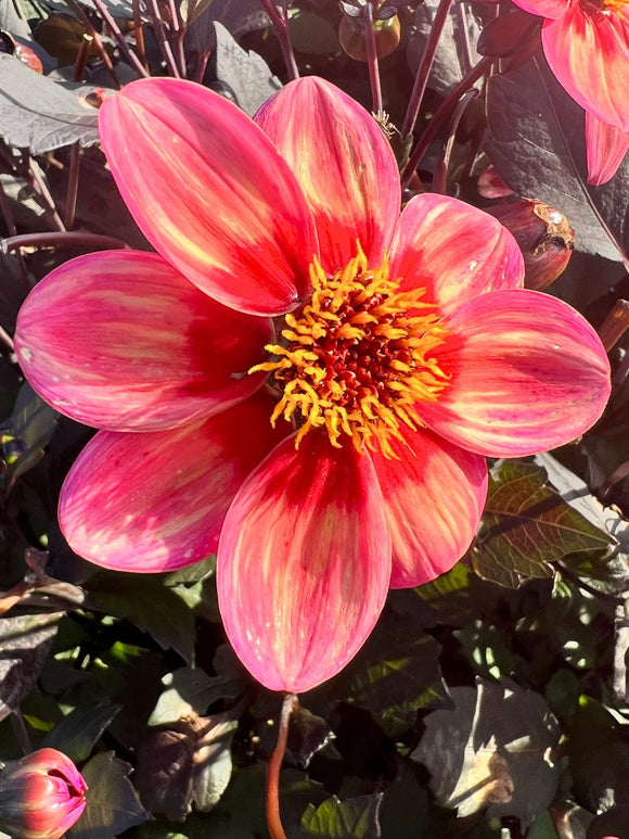 Dahlia Tricolore Tubers