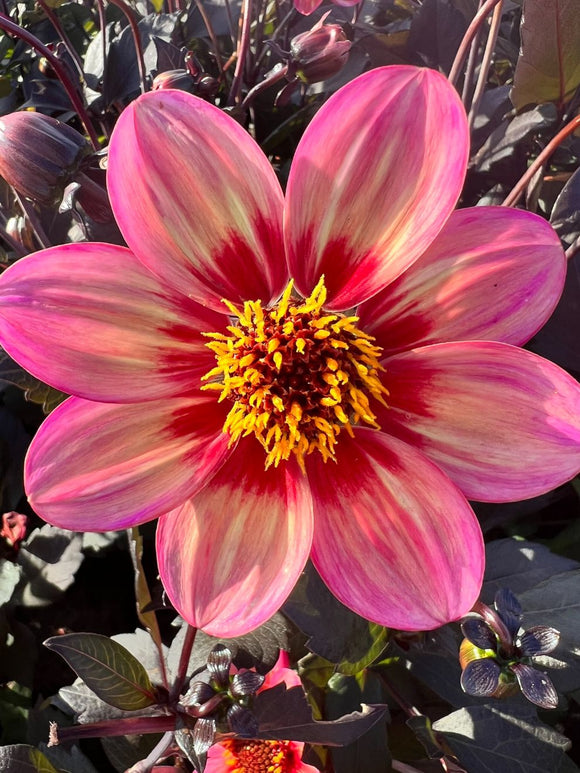 Dahlia Tricolore Tubers