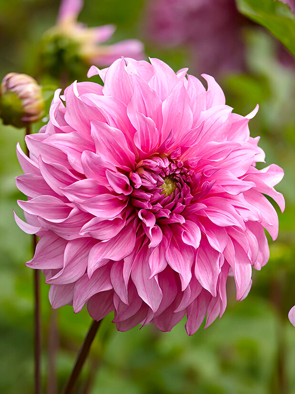 Dahlia Vassio Meggos