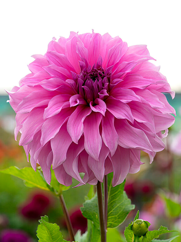 Dahlia Vassio Meggos