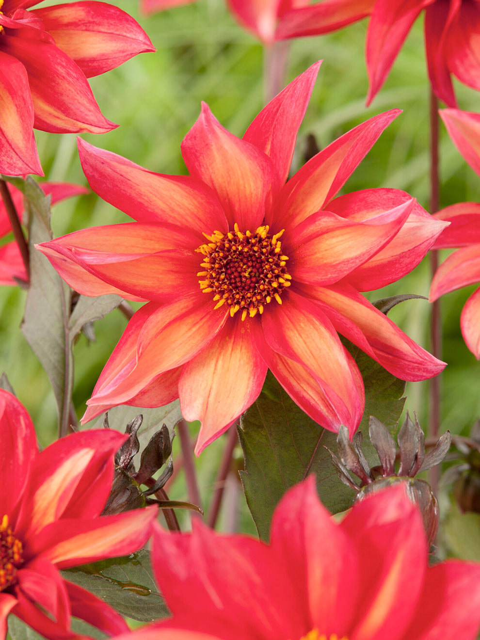 DutchGrown Dahlia Waltzing Mathilda - Thumbnail 2