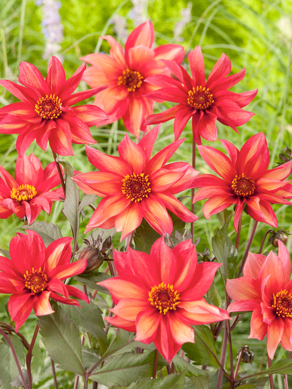 DutchGrown Dahlia Waltzing Mathilda - Thumbnail 4