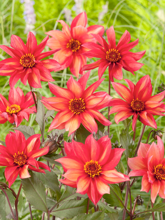 Dahlia Waltzing Mathilda