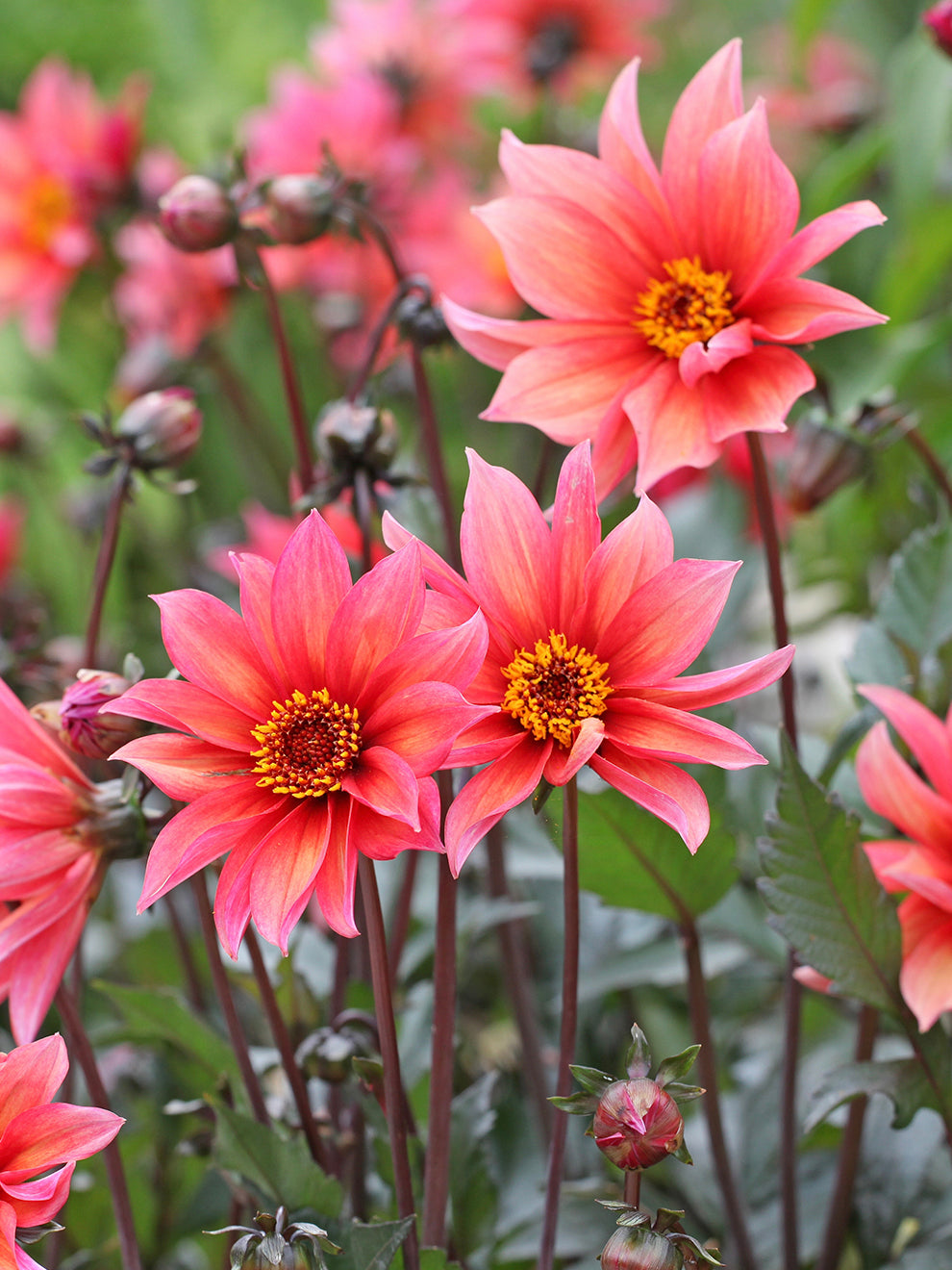 DutchGrown Dahlia Waltzing Mathilda - Thumbnail 3