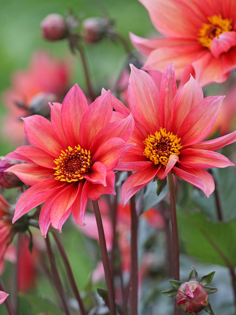 DutchGrown Dahlia Waltzing Mathilda