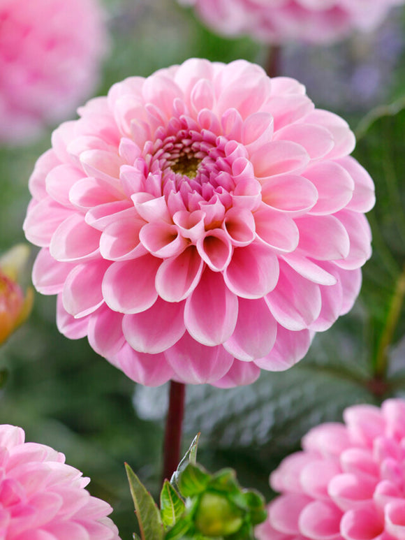 Dahlia Wizard of Oz