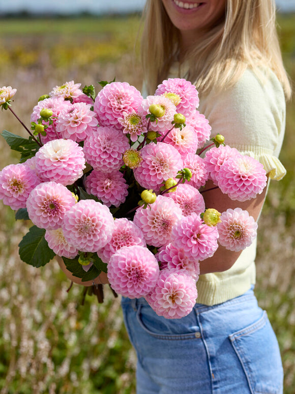 Dahlia Wizard of Oz