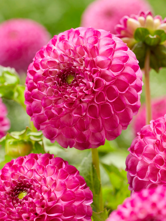 Dahlia Zippity Do Da