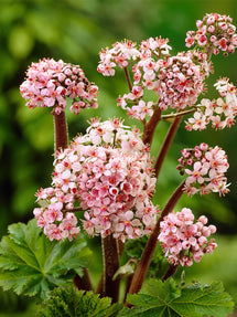 Darmera Peltata (Umbrella plant)