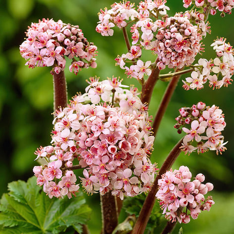Darmera (Umbrella Plant) Darmera Peltata
