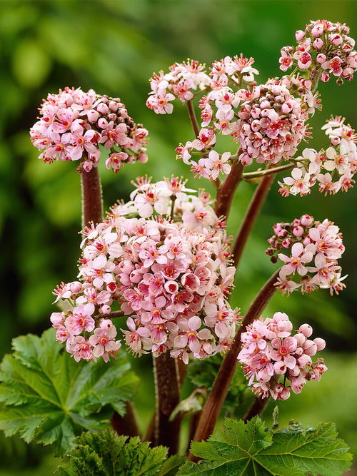 Darmera Peltata