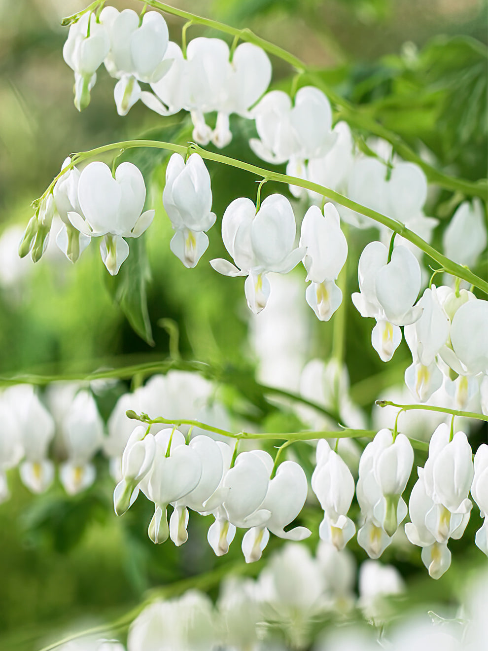 Dicentra shop spectabilis alba