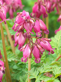 Dicentra Luxuriant