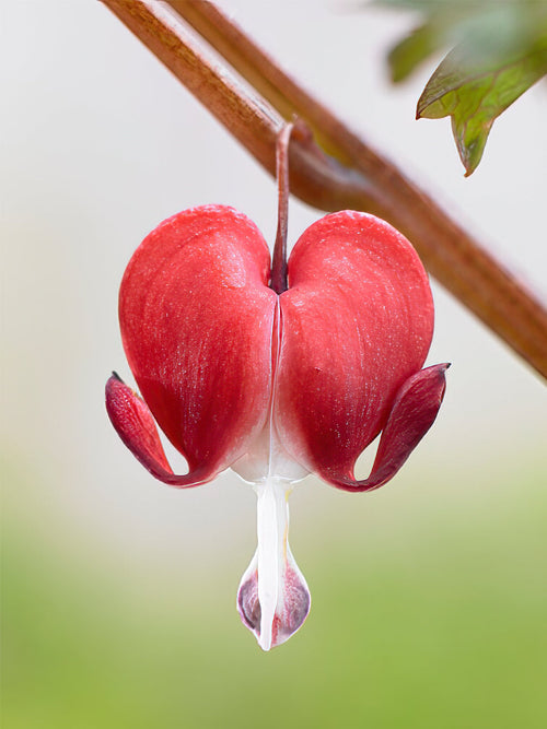 Dicentra Hordival (Valentine) - Top Sized Roots