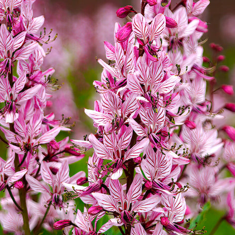 Dictamnus (Burning Bush) Dictamnus albus, also known as the gas plant, burning bush, or dittany