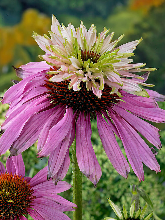 Echinacea Double Decker (Coneflower)