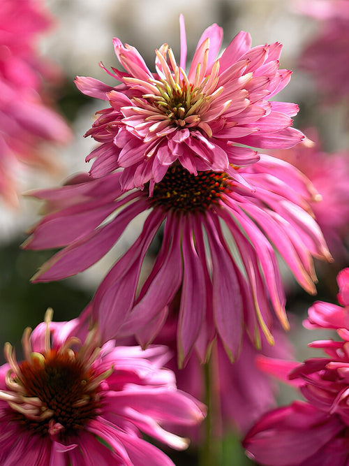 Buy Echinacea Double Decker (Coneflower)Echinacea Double Decker (Coneflower) bare roots