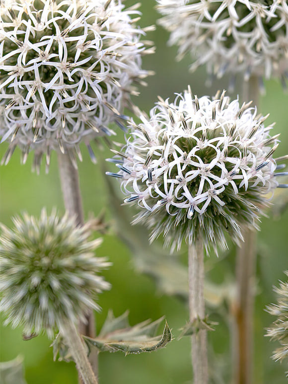 Echinops Arctic Glow - Great Globe Thistle