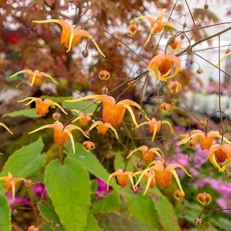 Epimedium 'Amber Queen', commonly known as Barrenwort