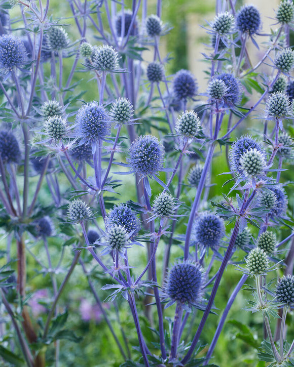 Eryngium Planum