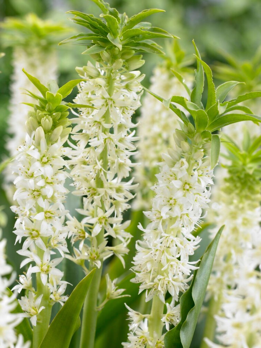 plant pineapple lily bulbs Eucomis Autumnalis White (Pineapple Lily)