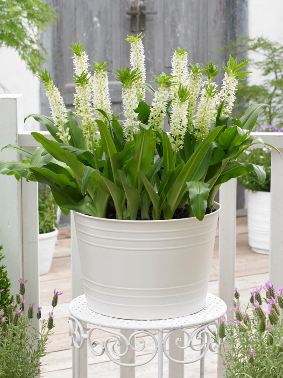 buy white pineapple plant Eucomis Autumnalis White (Pineapple Lily)
